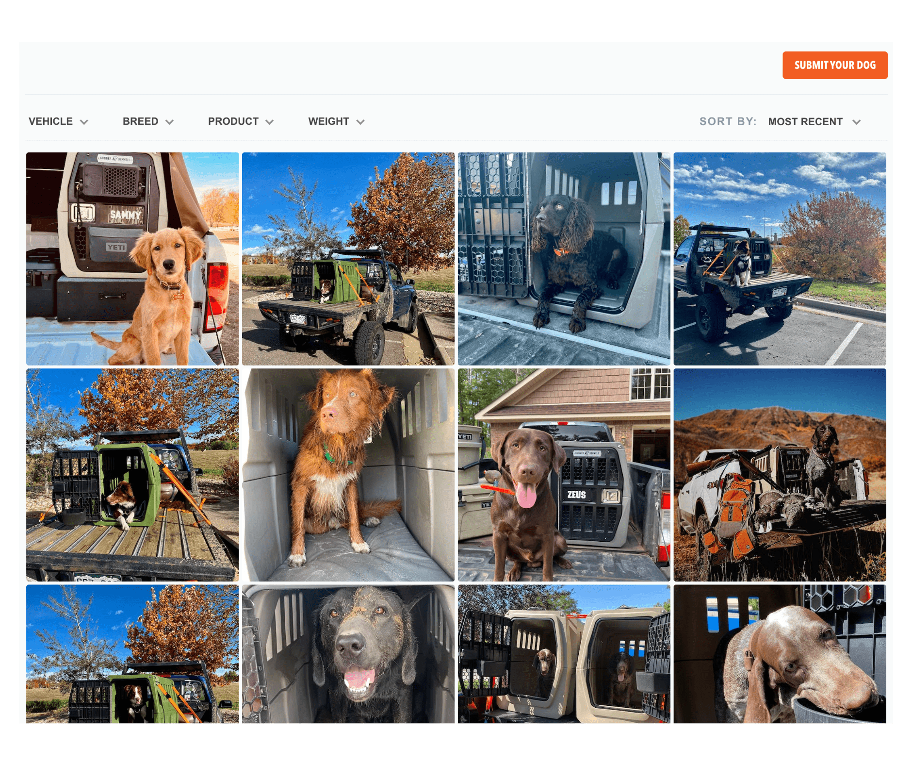 Gunner Kennels - Experience Survey Visual Gallery Collect actionable insights with experience surveys